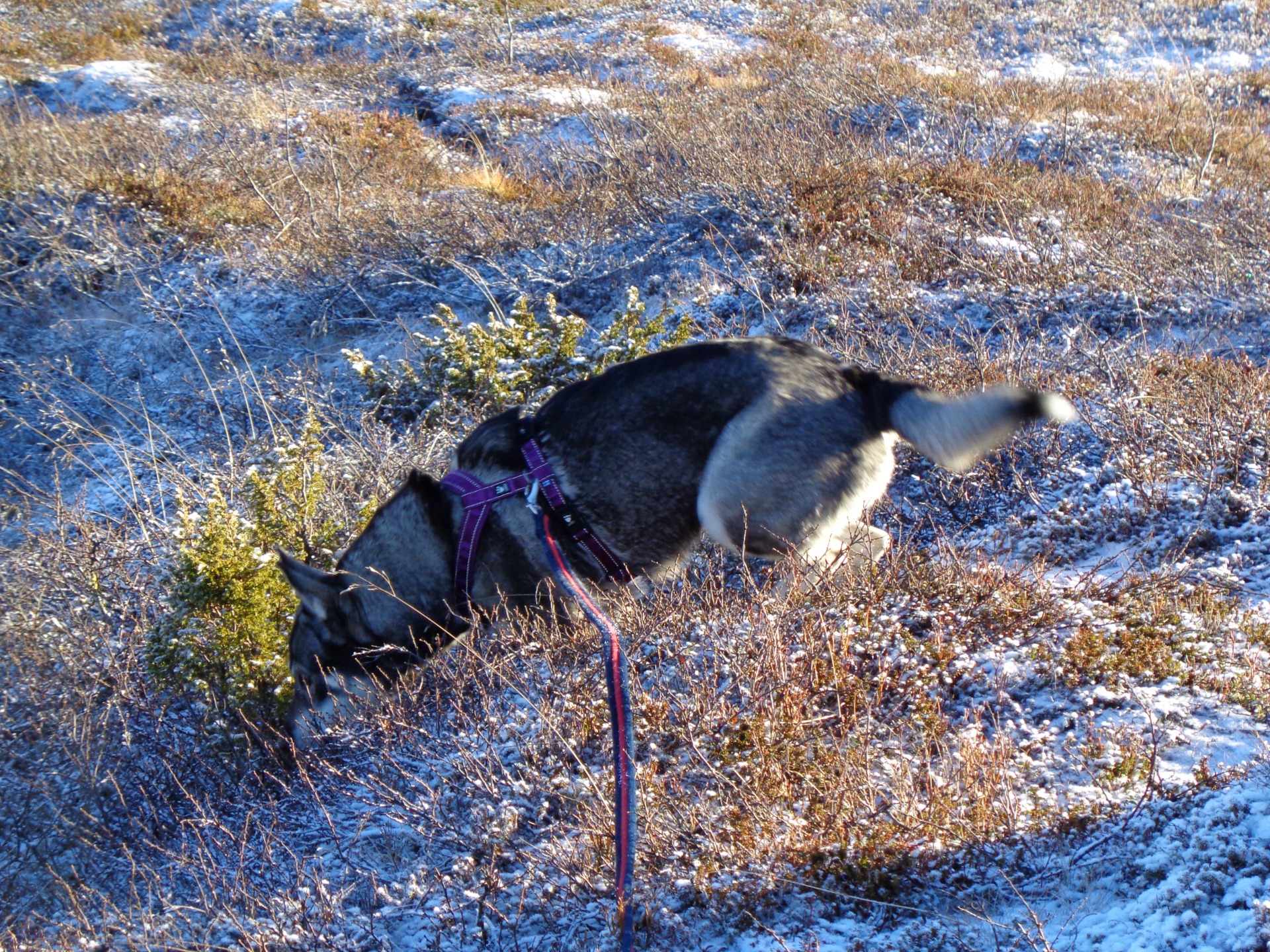 Luktsinnet är hundens viktigaste sinne. Att låta dem använda det är en förutsättning för att hunden ska må bra.